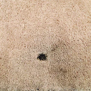 Carpet Burn Repair Melbourne
