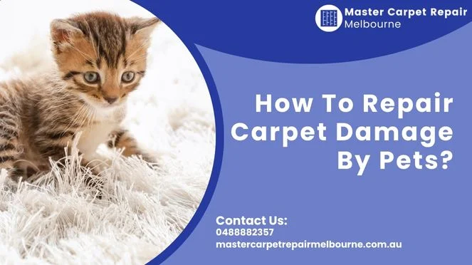 How To Repair Carpet Damage By Pets?
