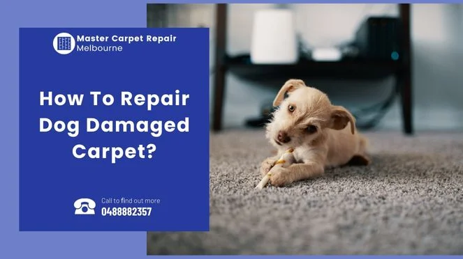 How To Repair Dog Damaged Carpet?
